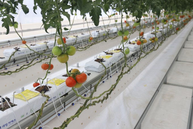 Tomatoes Flourish in Smart Farm Utilizing Hydrogen, Solar Power