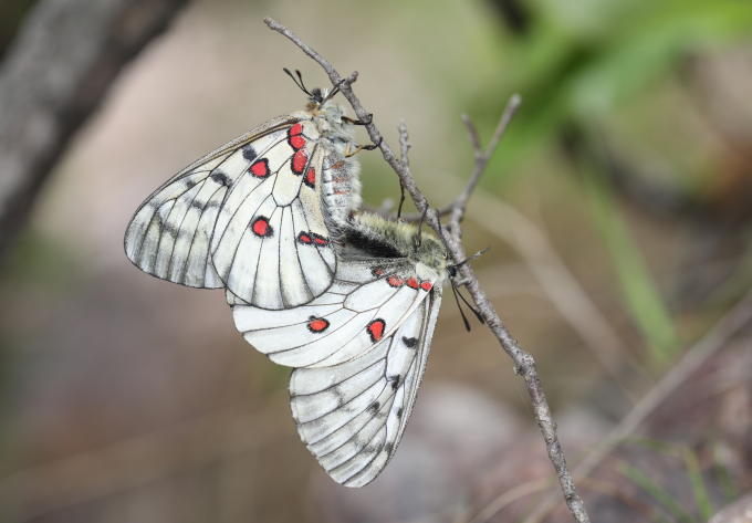Free Online Guide to Korean Butterflies Released, Featuring 225 Species ...