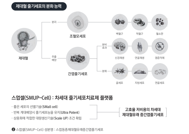 제대혈 줄기세포의 분화 능력과 스멉셀 기술 설명 개요. 메디포스트 제공