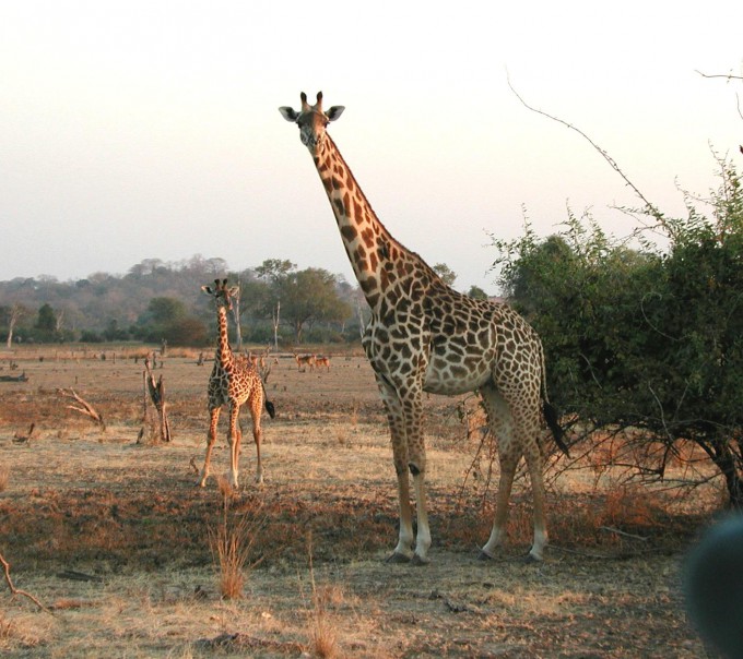 [Animal Kingdom] Giraffes Revealed to Be Four Distinct Species, Not One ...