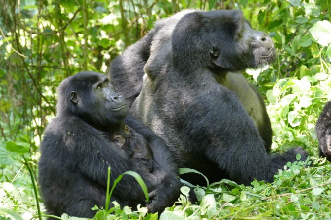 Female Gorillas Overpower Males Twice Their Size, Shaking Up Power Dynamics