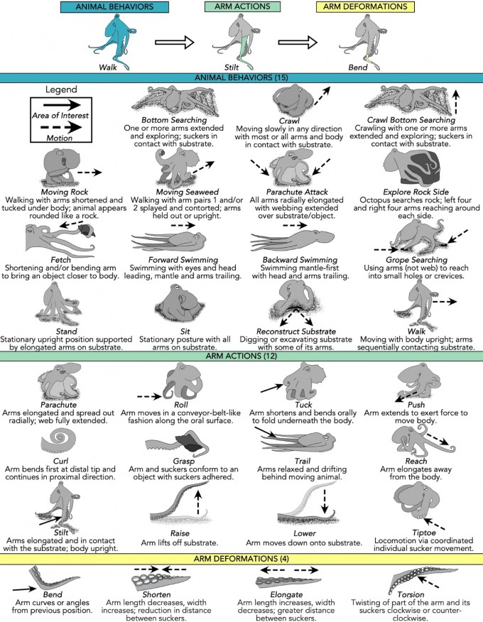 [Animal Scope] Octopuses Use All 8 Arms with Purpose: Front for ...