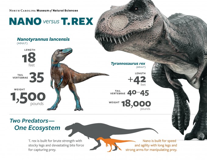 廃盤　新品　 Fossilly T-Rex ティラノ　恐竜 Fossil Mistaken for Young T. Rex Revealed to Be a Distinct Small