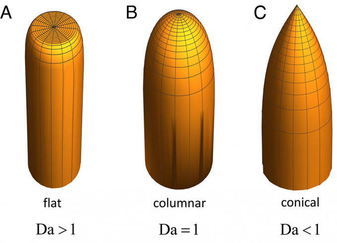 담쾰러 수(Da)에 따른 석순 윗부분을 나타낸 그림. 담쾰러 수가 1보다 크면 납작하게, 담쾰러 수가 1이면 끝이 둥글게, 담쾰러 수가 1보다 작으면 끝이 뾰족하게 형성된다. Szymczak et al.(2025)/PNAS 제공