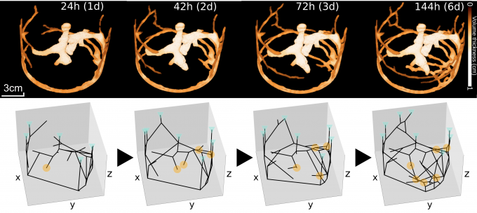 Ants Remodel Nests to Fight Disease, Exhibiting 'Spatial Immunity ...