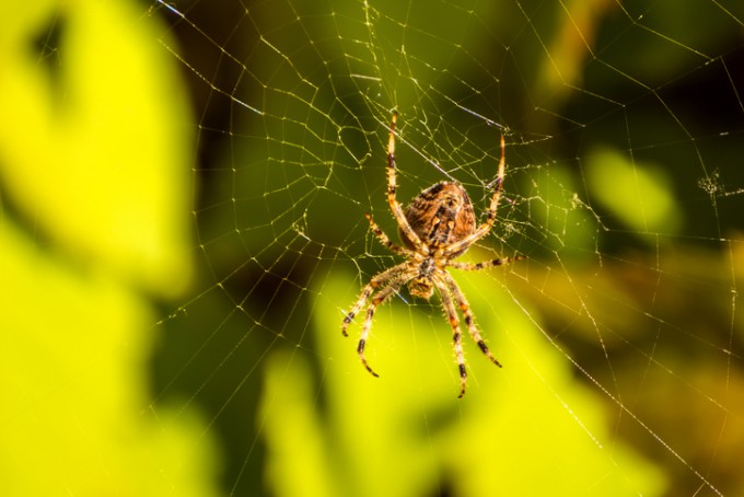 최근 연구 결과에 따르면 거미가 짜놓은 하얀 지그재그 무늬가 진동의 전파 경로를 바꿔 거미가 먹잇감의 위치를 더 정확히 감지하도록 돕는다. 게티이미지 제공