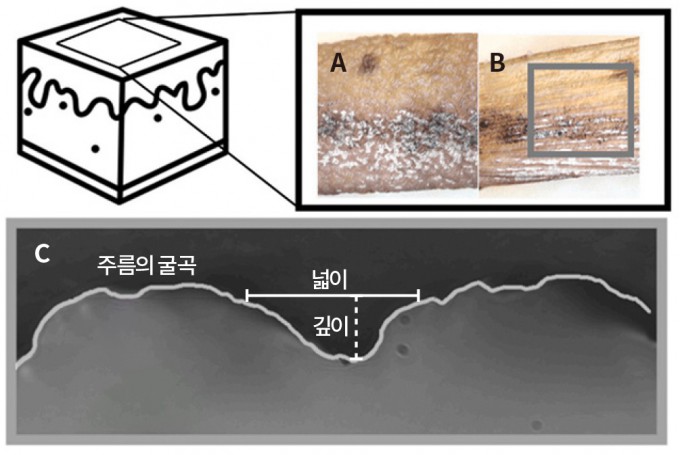 미국 연구팀이 정상 피부(A)와 수축 피부(B)의 단면을 확대 촬영했다(C). 연령별로 수축 피부 단면을 비교한 결과, 노화된 피부일수록 수축이 더 강해지면서 주름이 깊어짐을 알 수 있었다. Binghamton University  제공
