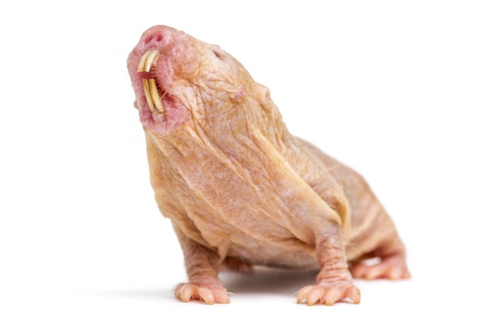 벌거숭이두더지쥐의 모습. 게티이미지뱅크 제공.