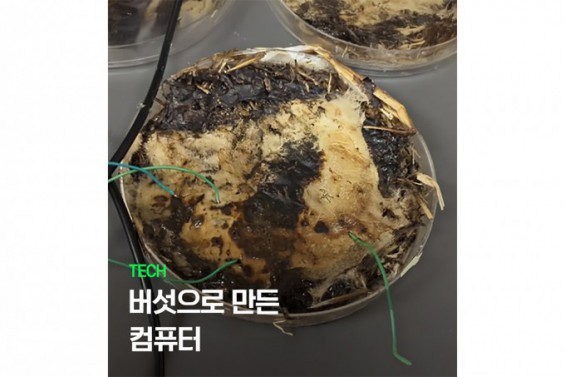 [사이언스영상] 버섯으로 만든 컴퓨터 - 뉴스 썸네일 이미지