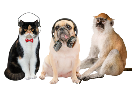 동물도 음악 느낀다…원숭이는 리듬, 개·고양이는 안정