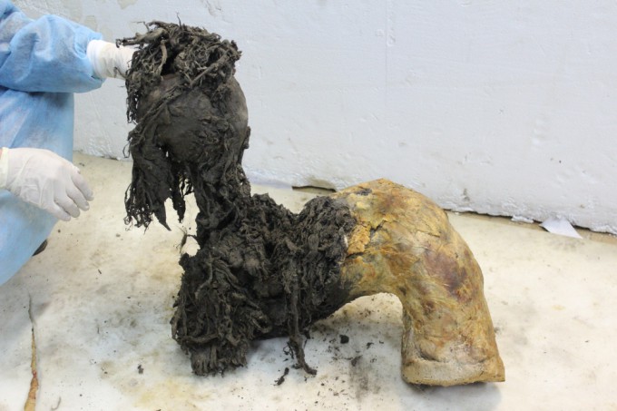 매머드 ′유카′의 다리 중 하나. 다리 아래쪽에서 고대 RNA 분자를 복원할 수 있었다. 스웨덴 스톡홀름대 제공