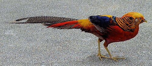 [동물do감] '사랑 타령' 하다 포식자 못 보는 꿩