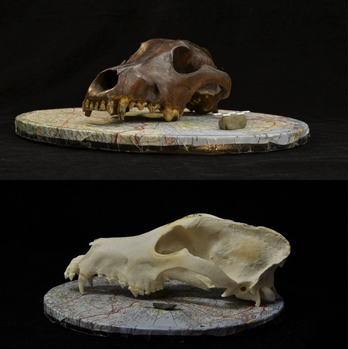 연구에서 3D 모델 재구성에 사용된 고고학적 개과 두개골(위)과 현대 개 두개골(아래). 네이처 제공