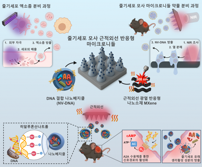 신개념 세포모사형 근적외선 반응형 마이크로니들 작동원리를 나타낸 그림. 한국연구재단 제공