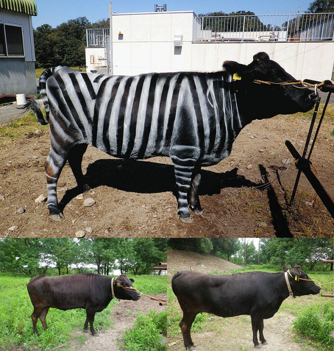 얼룩말과 유사한 흑백 줄무늬로 파리 퇴치 효과를 입증한 일본흑우(상단)와 연구진이 이 퇴치 효과를 검증하기 위해 검정 줄무늬만 칠하거나(하단 좌측), 무늬를 전혀 칠하지 않은(하단 우측) 일본흑우의 사진. improbable 제공