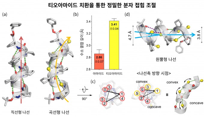 연구팀이 펩타이드 분자에서 산소를 황으로 바꾸자 분자 내부 결합 거리가 달라지면서 직선형 구조가 곡선형·원뿔형으로 변했다. (a) 직선형과 곡선형 나선 비교 (b) 수소결합 거리 변화 (c) 곡선 나선의 비대칭 단면 (d) 원뿔형 나선 KAIST 제공