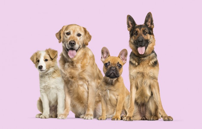 최근 연구 결과에 따르면 1만 년 전 개들도 얼굴 모양이 제각각이었고 사람들 따라 이동했다. 게티이미지뱅크 제공