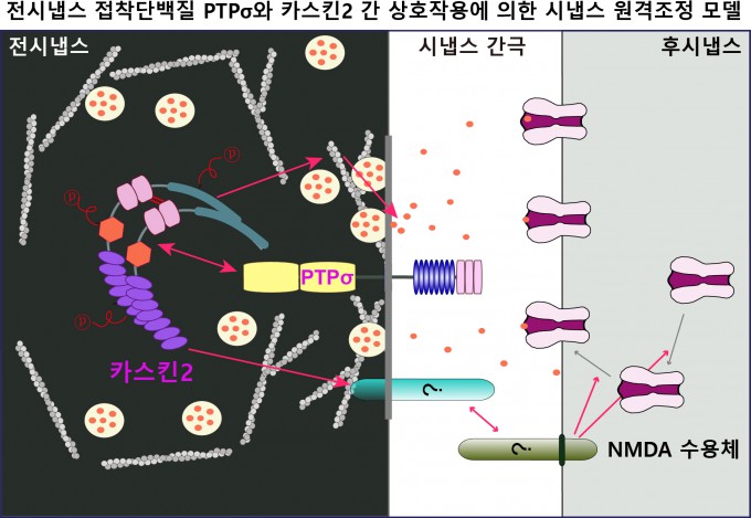PTPσ 단백질이 활성화한 카스킨2 단백질이 신호를 보내는 신경세포의 세포골격을 최적화하고 신호를 받는 신경세포의 신호 수용체 기능을 강화하는 과정을 나타낸 그림. DGIST 제공