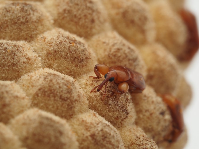 멕시코소철 수꽃 위에 있는 소철바구미. Michael Calonje 제공