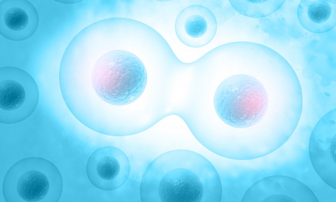 세포분열 과정을 묘사한 그림. 세포의 분열과 배열 양상은 세포의 위치나 특정 시점에 어떤 세포와 접촉 중인지 등 다양한 변수에 따라 달라진다. 게티이미지뱅크 제공