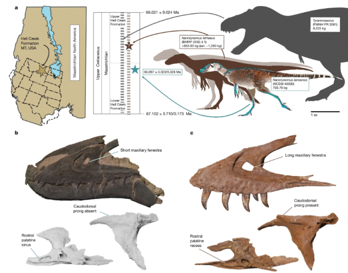 a는 미국 몬태나주 헬크릭층에서 발굴된 NCSM 40000 화석의 위치(별표)와 세 종의 상대적 크기 비교를 나타낸다. 나노티라누스 란센시스(청록색)는 703.78kg, 나노티라누스 레태우스(갈색)는 약 1200kg, 티라노사우루스(회색)는 8223kg으로 추정된다. 나노티라누스는 다 자라도 티라노사우루스의 10분의 1 수준이다. b는 나노티라누스 란센시스, c는 나노티라누스 레태우스(제인)의 두개골이다. 네이처 제공