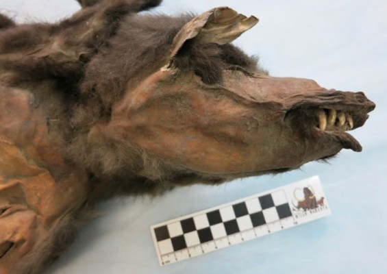 Ice Age wolf's last meal suggests climate change doomed woolly rhinos