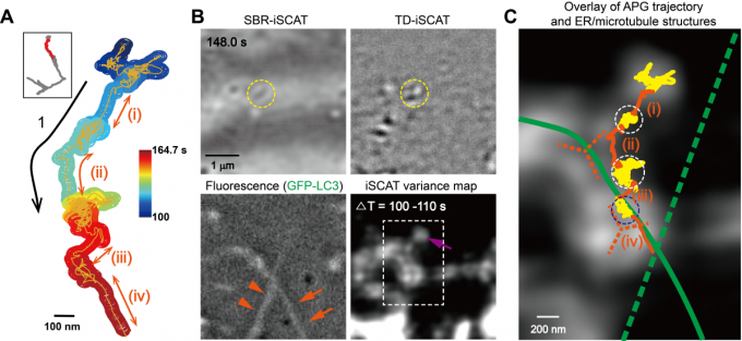 간섭산란 현미경을 이용해 밀리초 시간분해능과 나노미터 공간 정밀도로 규명된 자가포식체의 소포체-미세소관 간 전이 과정.
