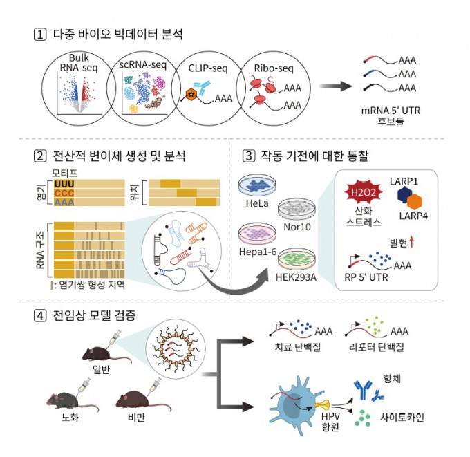 Novel mRNA design boosts efficacy in aged and obese animal models