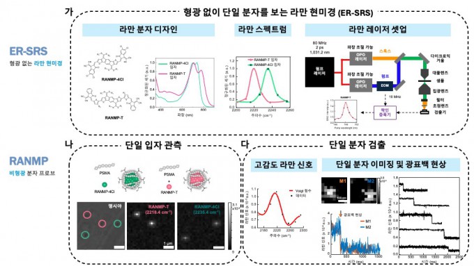 형광 없이 단일 분자를 보는 라만 현미경(ER-SRS) 기술의 개요. (가) 형광 잡음을 억제하도록 새로 설계한 분자 탐침 두 종과 파장 조절이 가능한 이중 레이저 시스템. (나) 일반 현미경으로는 구분할 수 없는 두 종류의 입자가 라만 신호로 관찰하면 명확히 구분된다. (다) 분자 하나의 라만 신호를 검출한 결과. 신호가 한 번에 사라지는 현상을 통해 관찰 대상이 단 하나의 분자임을 확인했다. 심상희 고려대 교수 제공