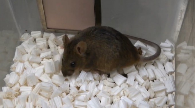 56세대 복제 생쥐. 건강한 성체로 자랐다. 야마나시대 제공