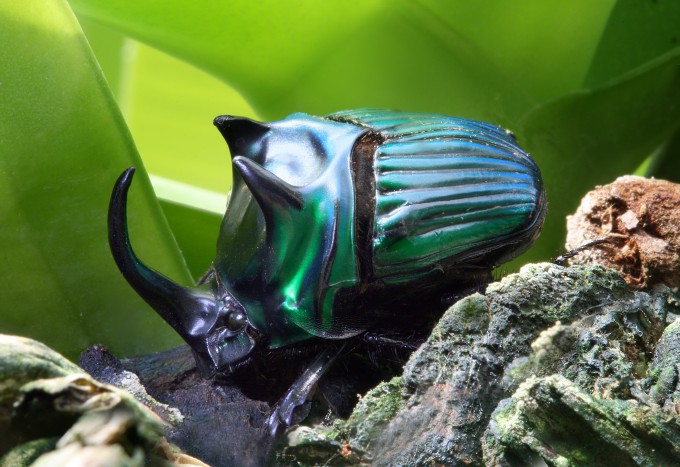 Tropical Inectes Rising temperatures push tropical insects to their evolutionary heat ...