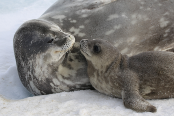 남극 웨델물범 어미의 새끼 수준 맞춘 '눈높이 잠수 교육'