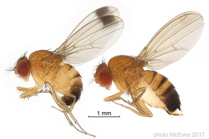 [The Biology of Romance] How Fruit Fly Genetics Deciphers the Neural ...