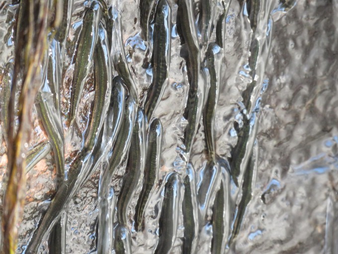 Tiny African fish use hooked fins to climb a 15-meter waterfall - DongA ...