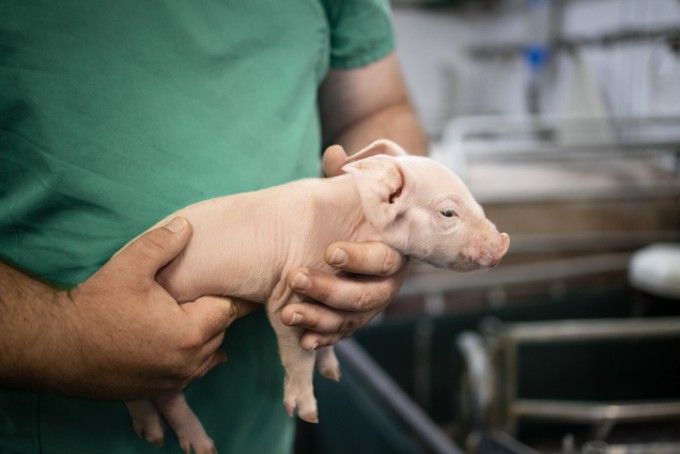 AI and Other Technologies Emerge as Alternatives to Animal Testing ...