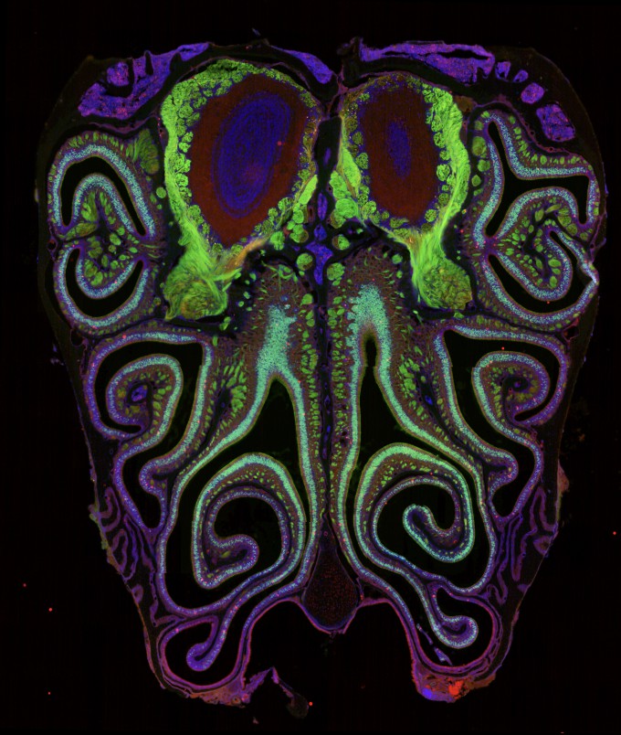 Harvard Scientists Create First 'Smell Map,' Revealing Olfactory ...