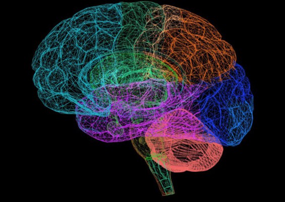 KBRI-IBS Team Identifies Cerebellar Circuit For Motor Correction in ...