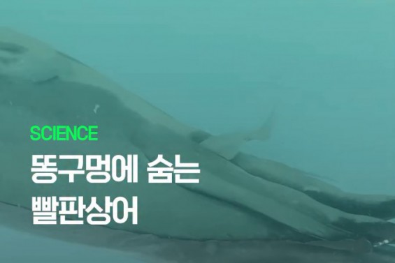 Do Other Marine Animals Have Companions Hiding Inside Their Bodies?
