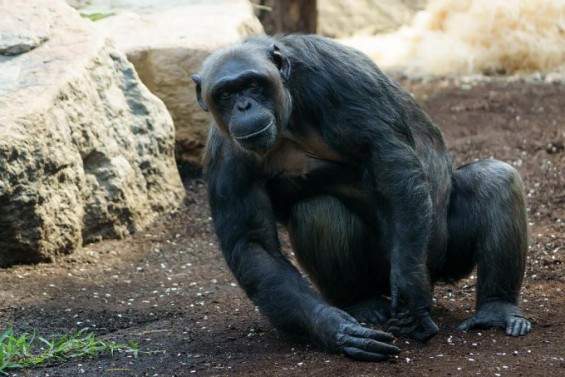 Warwick University tracks ape laughter to map human language evolution