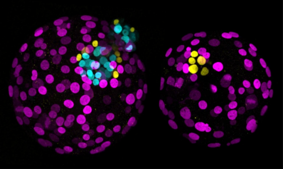 Cambridge and Columbia advance human embryo base editing, reigniting ethics debate