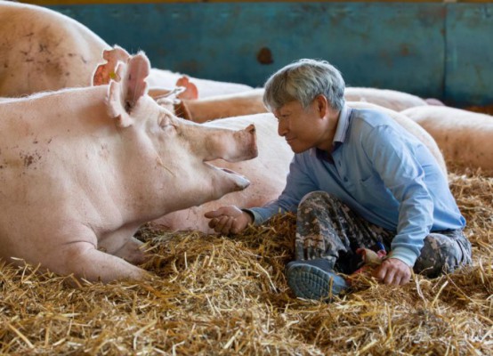 Korean Pig Farms Push ‘Group Housing’ as Animal Welfare Becomes Human Health Issue