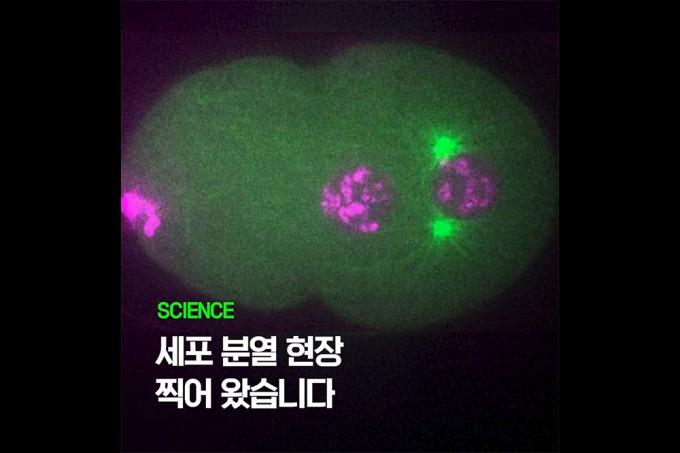 Cell division process captured under a microscope by the research team. Provided by Science Advances
