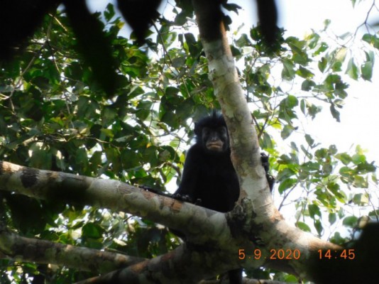 New Monkey Species Colobus congoensis Discovered in Congo Basin Forest