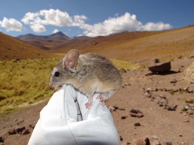 Andean leaf-eared mouse thrives at 6,700 m with enhanced fat-burning ...