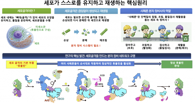 Core principle by which cells maintain and regenerate themselves. Professor Noh Seong-hoon’s team used cryo-electron microscopy to elucidate, for the first time in the world, the entire process by which tubulin, the core structural protein of the cytoskeleton, is generated and recycled. Provided by the Ministry of Science and ICT