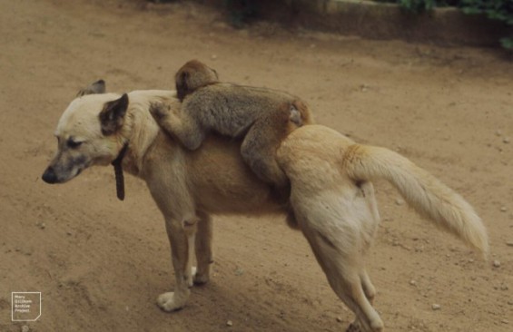 Oxford primate study reveals monkeys nurture pets across species