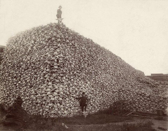 A fertilizer plant in Detroit, United States, in 1892. Skulls of hunted bison are piled up like a mountain awaiting processing. Soerfm, Wikimedia Commons
