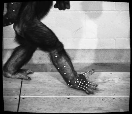 Why Humans Walk Heel-First: The Evolutionary Advantage