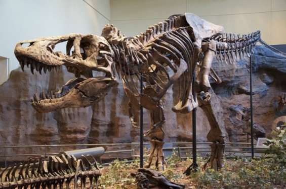 Photo: dongascience.com T. rex : des chercheurs de l'UCLA révèlent une température de 36 °C