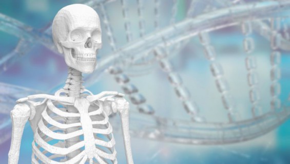 Photo: dongascience.com Kyoto University Study Links Human Skeleton Evolution to Osteoarthritis Risk